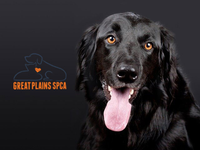 Great Plains SPCA